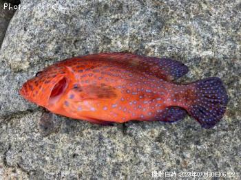 �楫���ϥ�