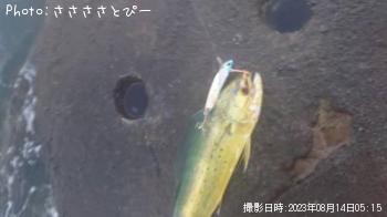 �ڥ�ڥ󥷥���