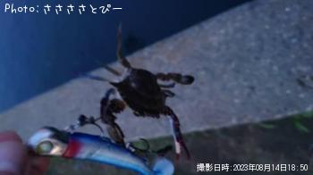 �����������勵�ꥬ��