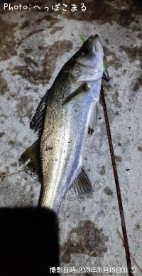 �����Х�