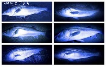 �����Х�