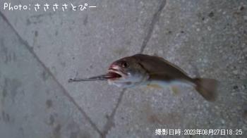 �ޥ������������