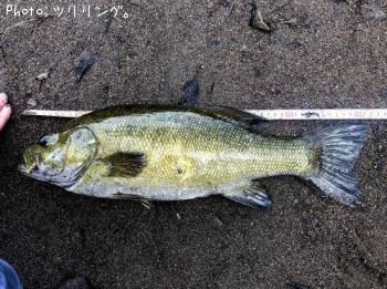 ¥¹¥â¡¼¥ë¥Þ¥¦¥¹¥Ð¥¹