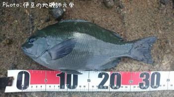 ¸ýÂÀ¥á¥¸¥Ê