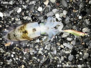 �����ꥤ��