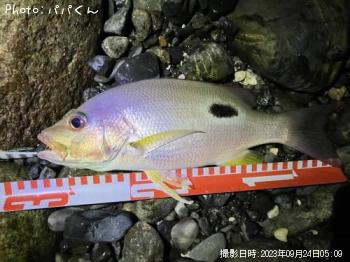 �����ۥ��ե�����