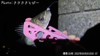 ���ޥ����������������