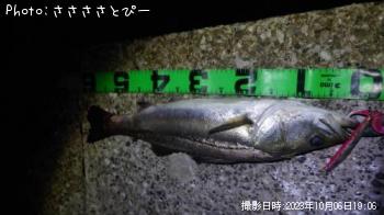 �����Х�