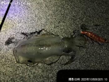 �����ꥤ��