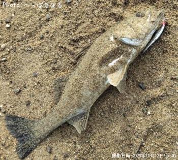 �����Х�