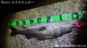 �����Х�������