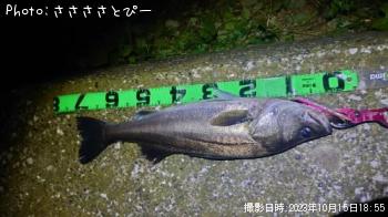 �����Х�������