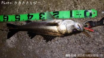 �����Х�