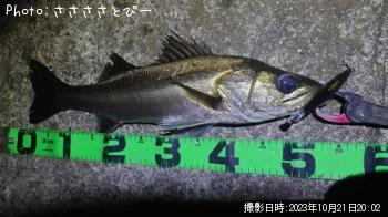 シーバス