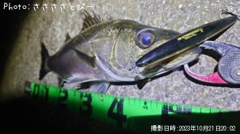 シーバス