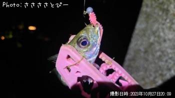 アジ