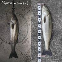 ¥·¡¼¥Ð¥¹