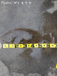 ¥Ò¥é¥á