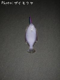 �ҥ��