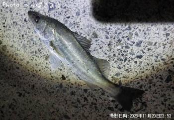 �����Х�