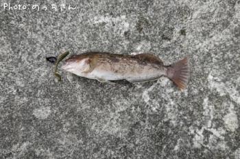 �����ʥ�