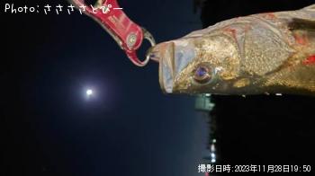 �����Х�