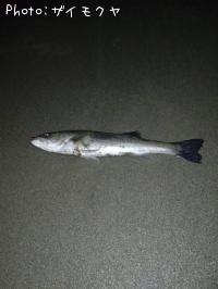 �����Х�