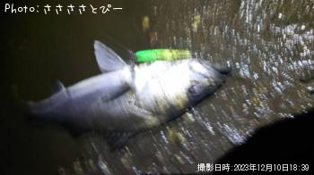 �����Х�