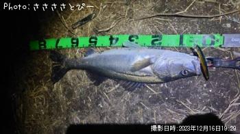 ¥·¡¼¥Ð¥¹