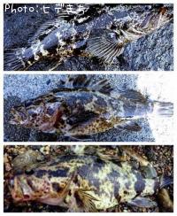 �����Υ���Х�