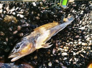 �����ʥ�