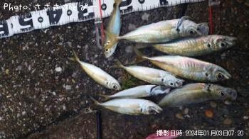 アジ&カマス