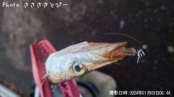 アジ&カマス