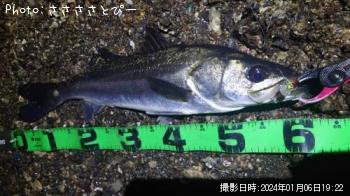 シーバス