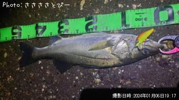 シーバス