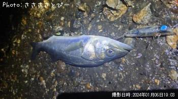 シーバス
