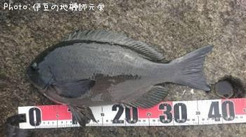 ¸ýÂÀ¥á¥¸¥Ê