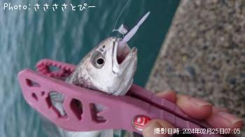 カマス&イシモチ