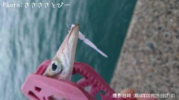 カマス&イシモチ