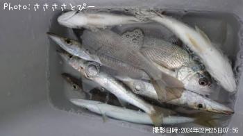 カマス&イシモチ