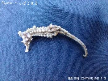 ¥¿¥Ä¥Î¥ª¥È¥·¥´