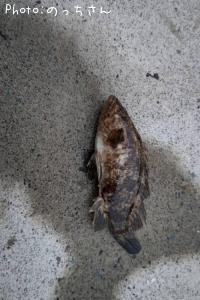 �٥å�������