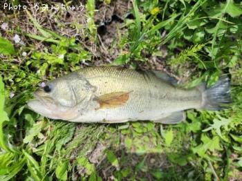 �֥�å��Х�