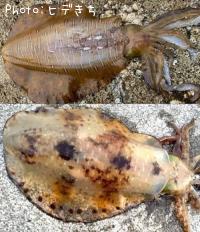 �����ꥤ��