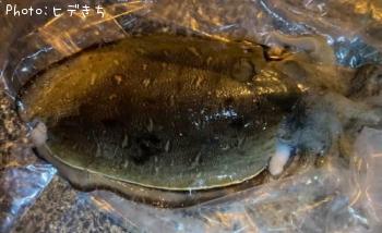 ¥â¥ó¥´¥¦¥¤¥«