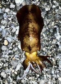 �����ꥤ��