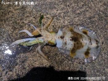 �����ꥤ��