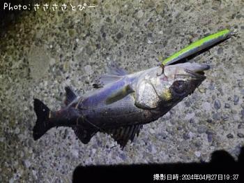 �����Х�