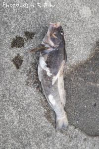 �����ʥ�