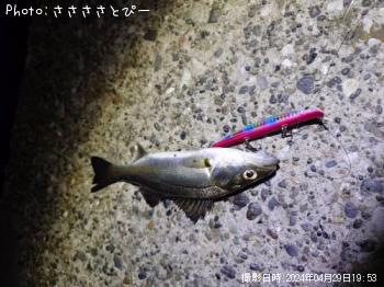 �����Х�